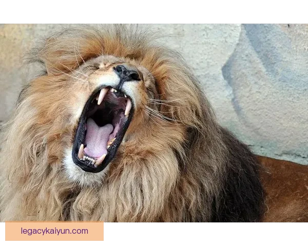 金玟哉在韩国队长任内表现稳健，潜力备受期待